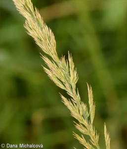 Calamagrostis varia – třtina pestrá