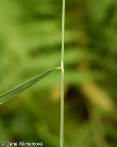 Calamagrostis varia – třtina pestrá
