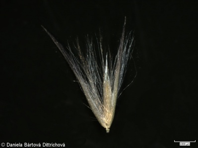 Calamagrostis villosa – třtina chloupkatá