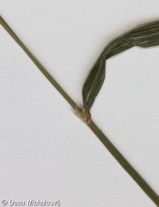 Calamagrostis villosa – třtina chloupkatá