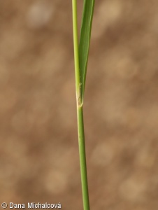 Calamagrostis ×acutiflora – třtina křovištní × t. rákosovitá