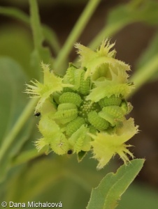 Calendula arvensis – měsíček rolní