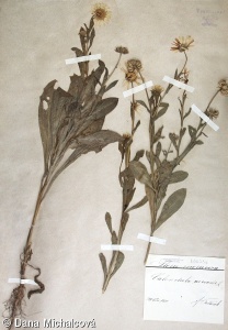 Calendula arvensis – měsíček rolní