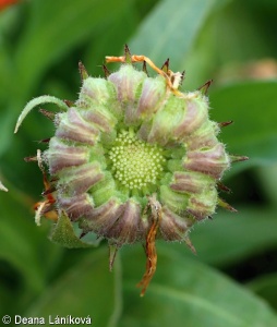 Calendula officinalis – měsíček lékařský