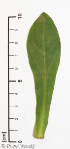 Calendula officinalis – měsíček lékařský