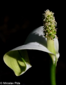 Calla palustris – ďáblík bahenní