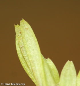 Callitriche hamulata – hvězdoš háčkatý