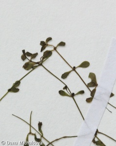 Callitriche palustris – hvězdoš jarní