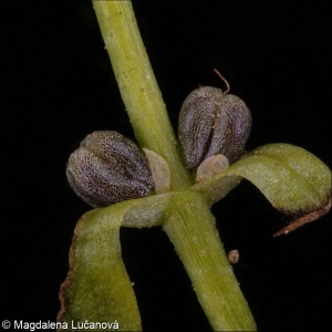 Callitriche palustris