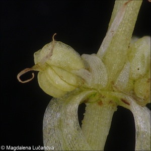 Callitriche stagnalis &ndash; hvězdoš kalužní