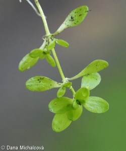 Callitriche palustris agg. – okruh hvězdoše jarního