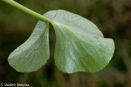 Caltha palustris – blatouch bahenní