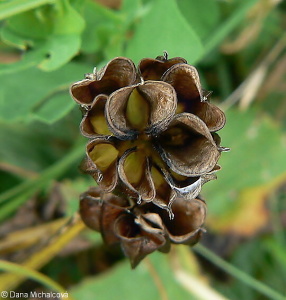 Caltha palustris – blatouch bahenní