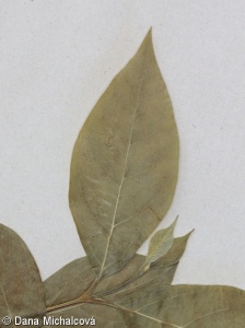 Calycanthus floridus – sazaník květnatý