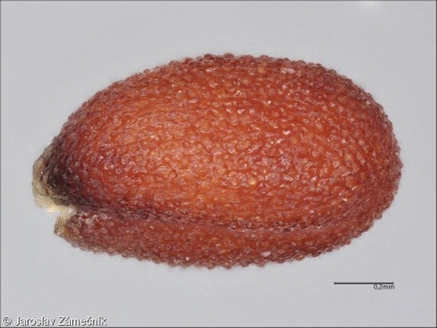 Camelina microcarpa – lnička drobnoplodá