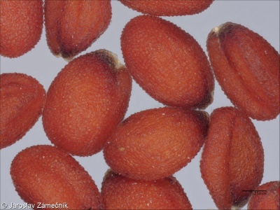 Camelina microcarpa – lnička drobnoplodá