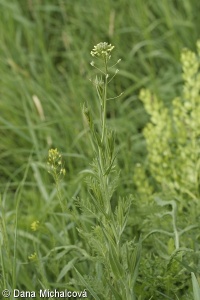 Camelina microcarpa – lnička drobnoplodá