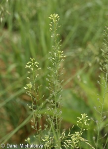 Camelina microcarpa – lnička drobnoplodá