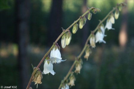 Campanula alliariifolia – zvonek česnáčkolistý