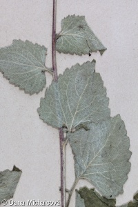 Campanula alliariifolia – zvonek česnáčkolistý