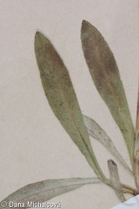 Campanula barbata – zvonek vousatý