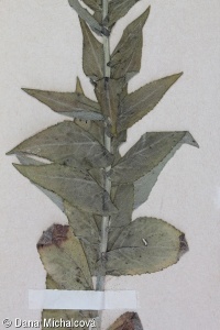 Campanula bononiensis – zvonek boloňský