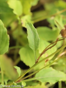 Campanula carpatica – zvonek karpatský