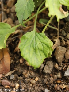 Campanula carpatica – zvonek karpatský