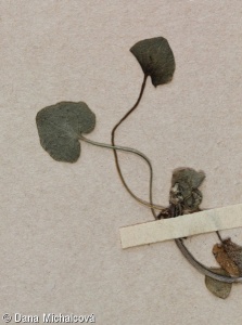 Campanula gelida – zvonek jesenický
