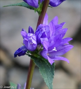 Campanula glomerata