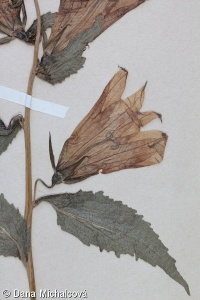 Campanula latifolia – zvonek širokolistý