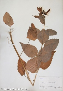 Campanula latifolia – zvonek širokolistý