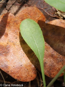Campanula patula subsp. patula