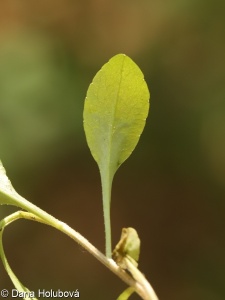 Campanula patula subsp. patula