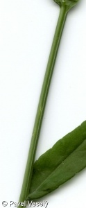 Campanula persicifolia – zvonek broskvolistý