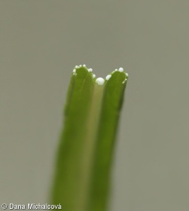 Campanula persicifolia – zvonek broskvolistý