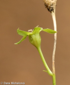 Campanula persicifolia subsp. persicifolia