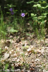 Campanula persicifolia – zvonek broskvolistý