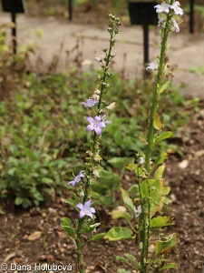 Campanula pyramidalis