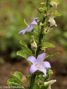 Campanula pyramidalis