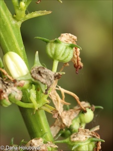 Campanula pyramidalis