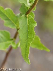 Campanula rapunculoides – zvonek řepkovitý