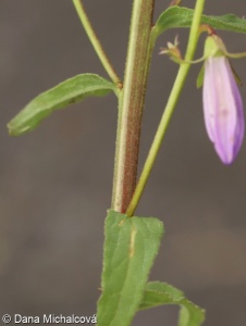 Campanula rapunculoides subsp. rapunculoides