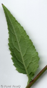 Campanula rapunculoides – zvonek řepkovitý