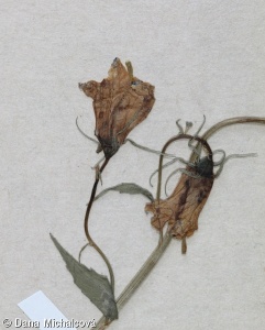 Campanula rhomboidalis – zvonek kosníkovitý