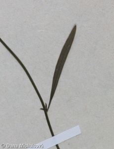 Campanula rotundifolia – zvonek okrouhlolistý