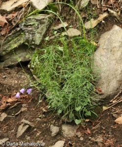 Campanula rotundifolia agg. – okruh zvonku okrouhlolistého