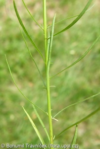 Campanula rotundifolia subsp. rotundifolia – zvonek okrouhlolistý pravý