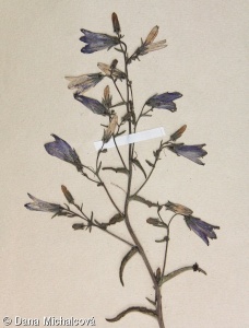 Campanula sibirica subsp. sibirica – zvonek sibiřský pravý