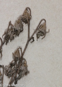 Campanula sibirica subsp. sibirica – zvonek sibiřský pravý